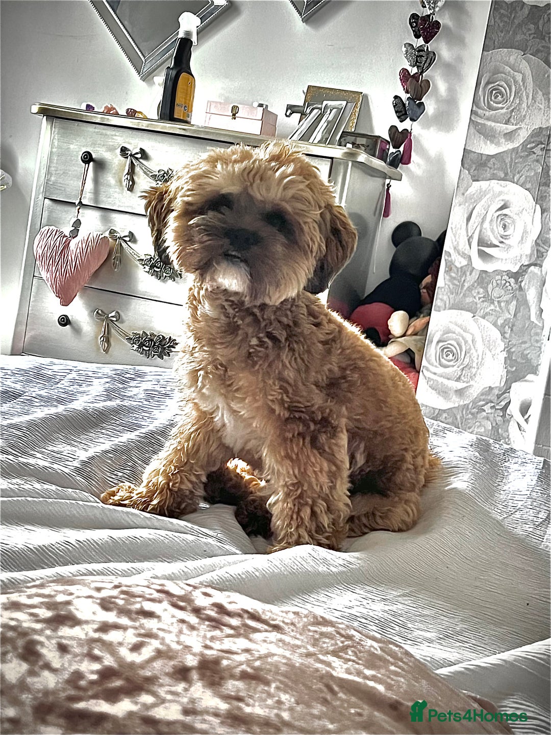 Shihpoo dogs for stud: FOR STUD IMPERIAL SHIHPOO TEDDY DOG  - Image 5