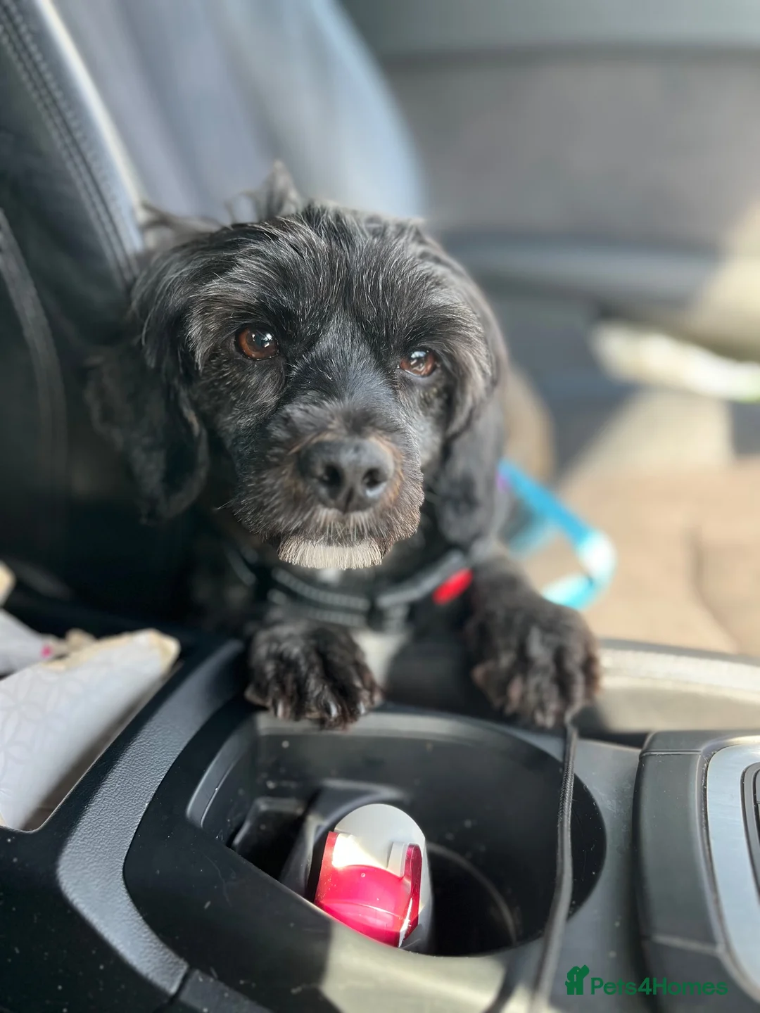 Shihpoo dogs for sale: Loving adult Shihpoo girl  - Advert 2