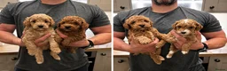 Maltipoo dogs for sale: Exquisite Maltipoos DNA Health Tested Parents - Advert 2