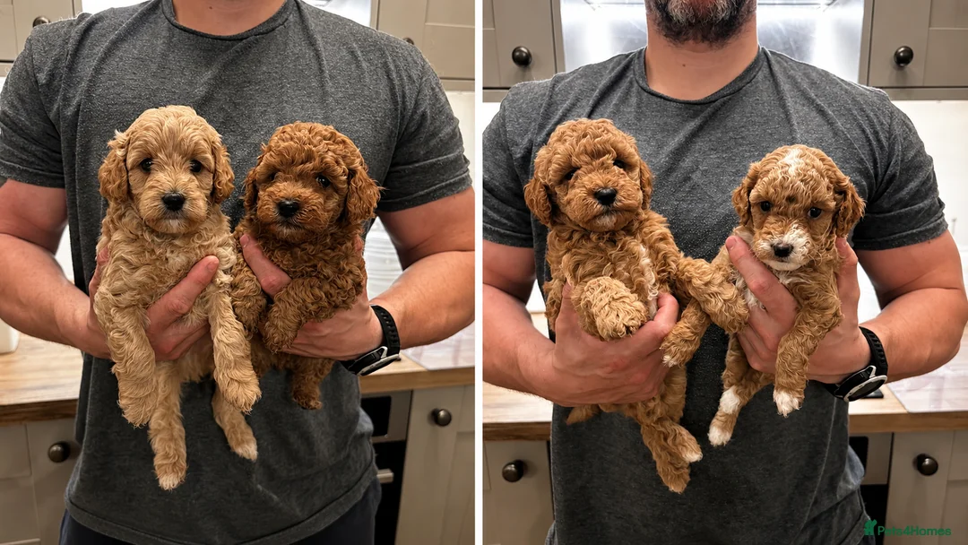 Maltipoo dogs for sale: Exquisite Maltipoos DNA Health Tested Parents - Advert 2