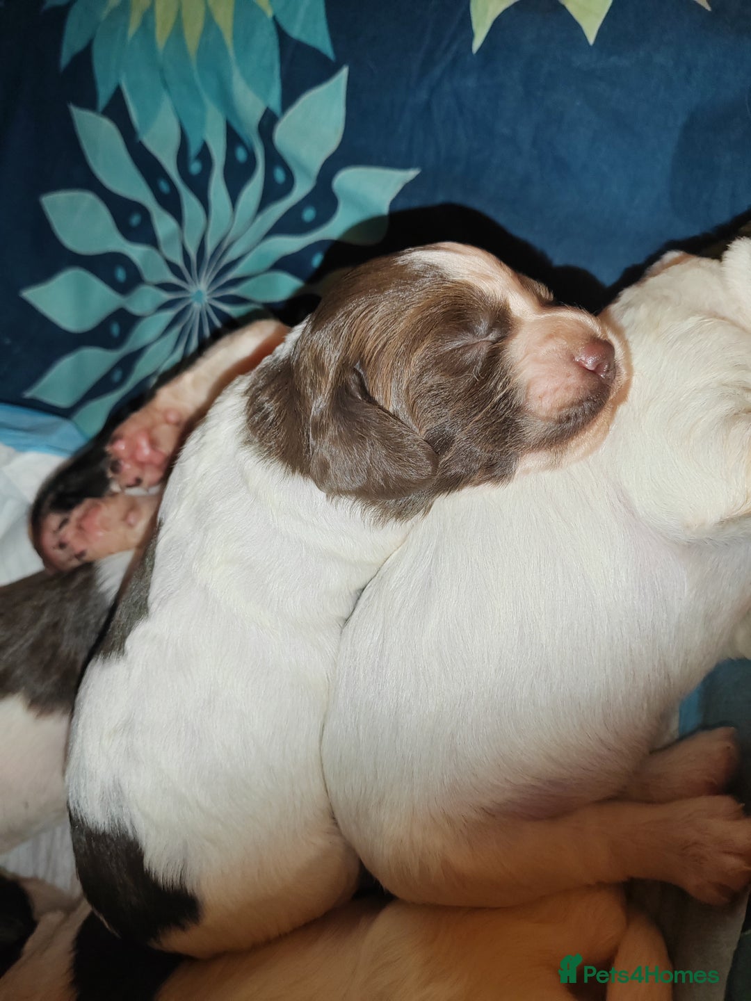 English Springer Spaniel dogs for sale: 🌟 Beautiful Springer Spaniel Litter - Image 6