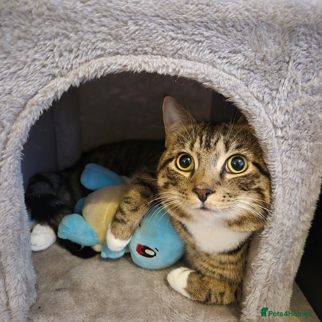 Domestic Shorthair cats for sale: Beautiful Boy needs loving home - Advert 1