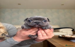 French Bulldog dogs for sale: Beautiful Frenchbulldog puppies 🇫🇷  - Image 10