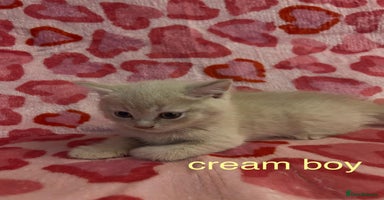 British Shorthair cats - Advert 7