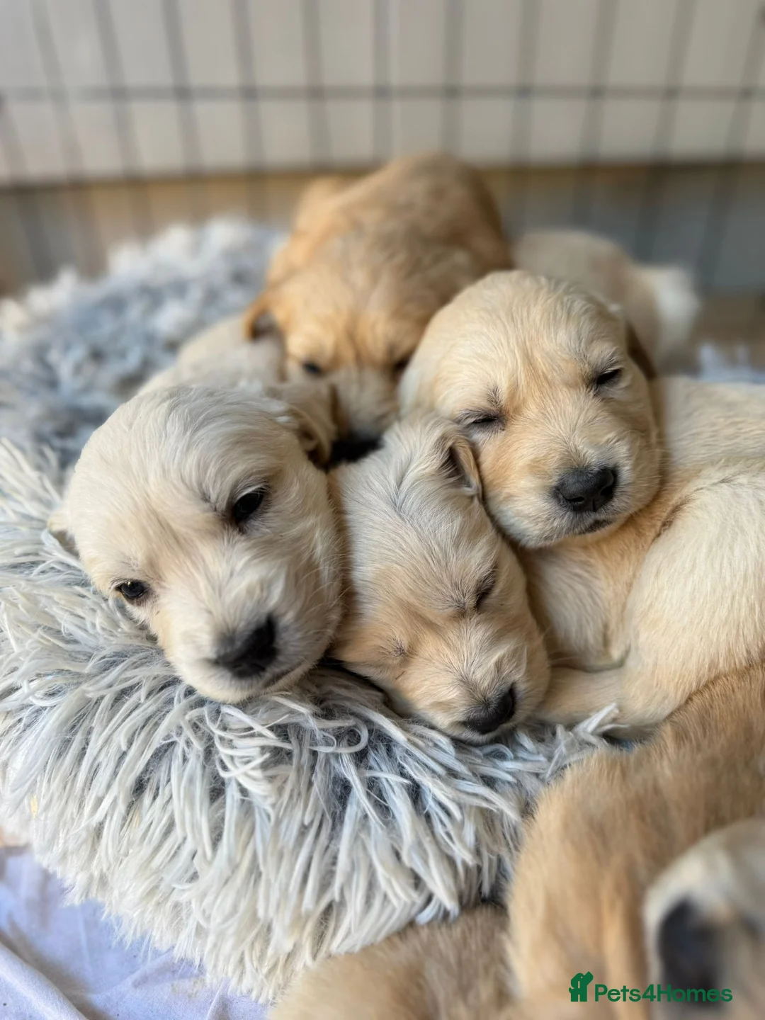 Golden Retriever dogs for stud: Fully health tested n dna clear kc stud - Advert 11