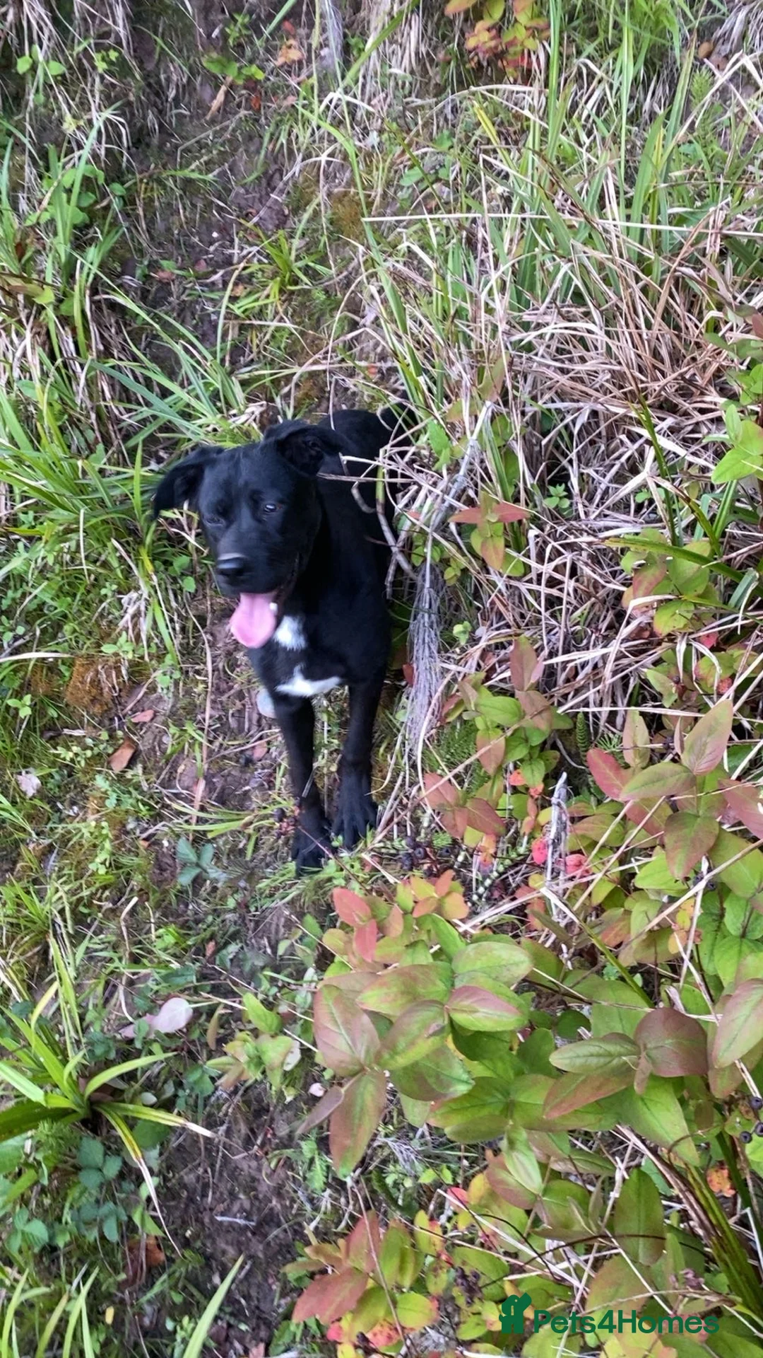 Mixed Breed dogs for sale: Cane corso cross German shepherd  - Advert 2