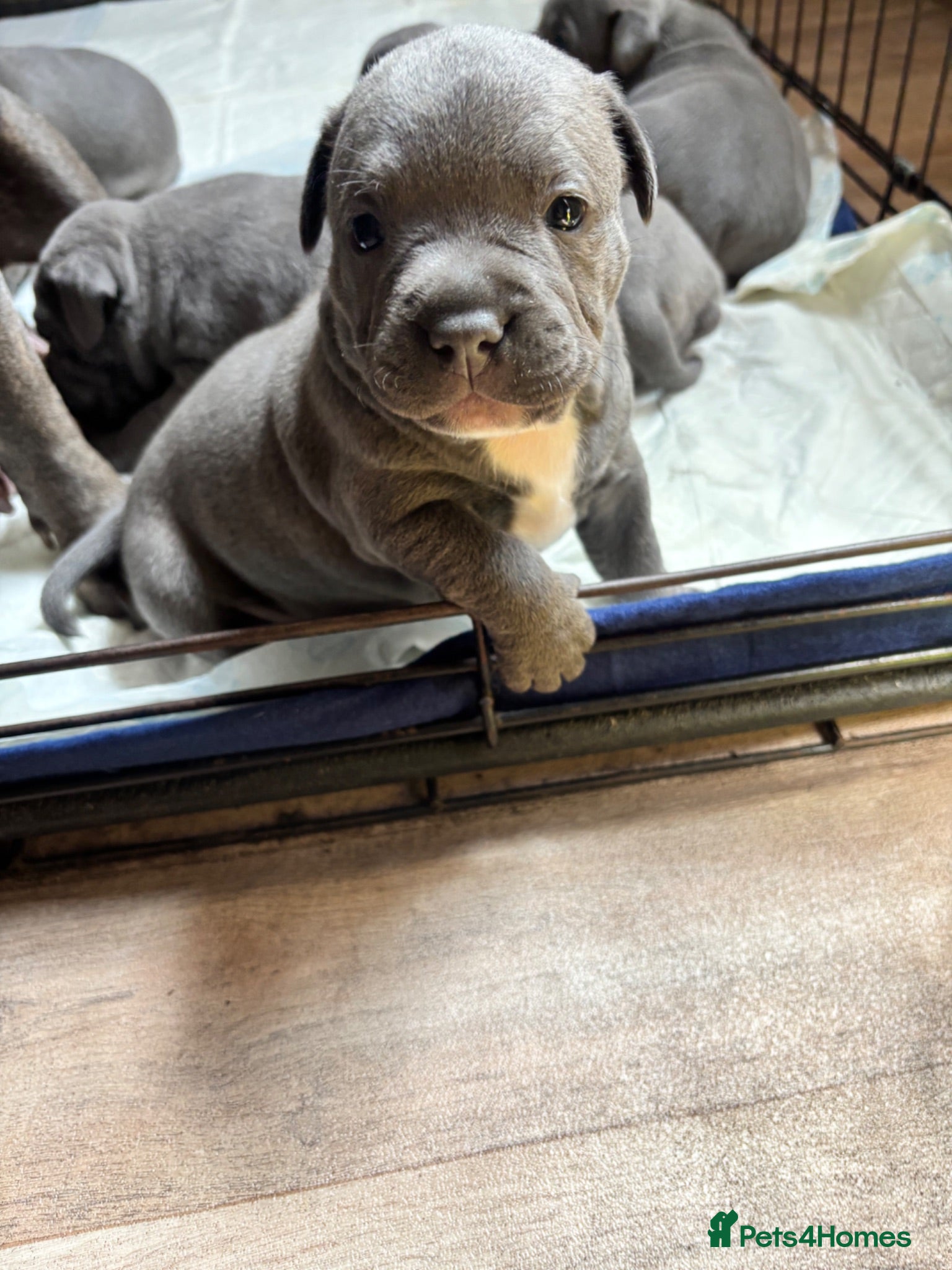 Staffordshire Bull Terrier dogs Staffordshire Bull Terrier pups - Advert 1