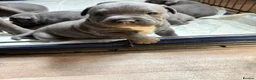 Staffordshire Bull Terrier dogs for sale: Staffordshire Bull Terrier pups - Advert 8