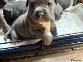 Staffordshire Bull Terrier dogs Staffordshire Bull Terrier pups - Advert 1