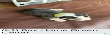 (L1) Boy - Lime Green Collar