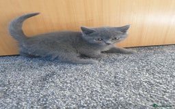 British Shorthair cats for sale: British shorthair kittens for sale   - Advert 4