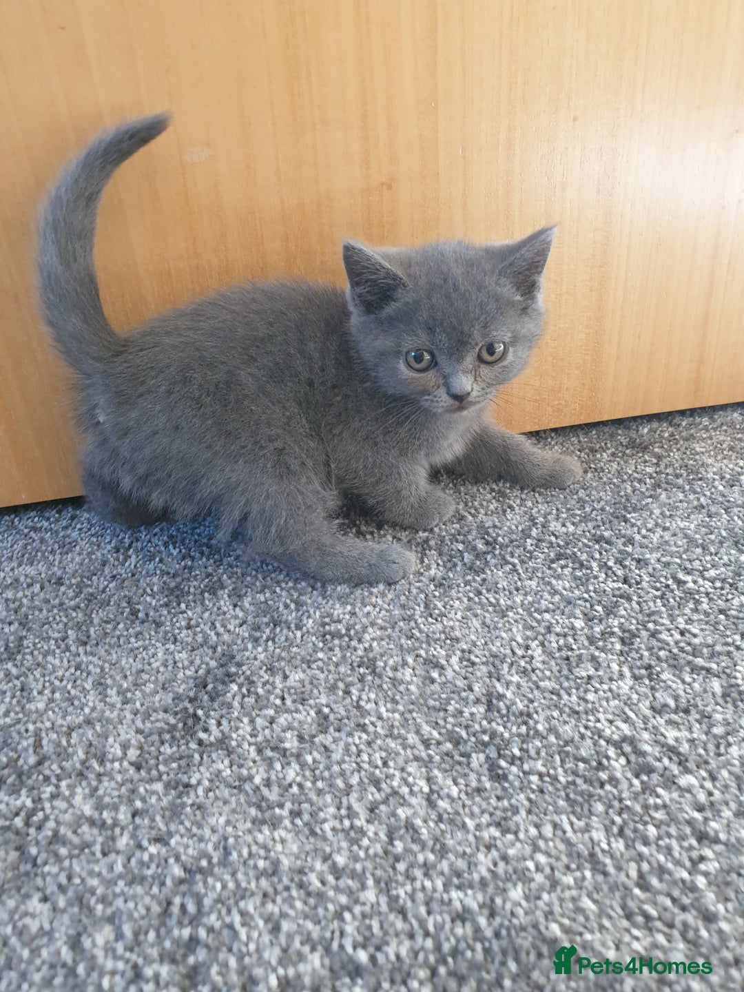British Shorthair cats for sale: British shorthair kittens for sale   - Advert 4