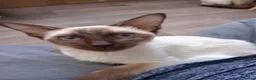 Ragamese cats for sale: Chocolate Point Ragamese Boys - Advert 6
