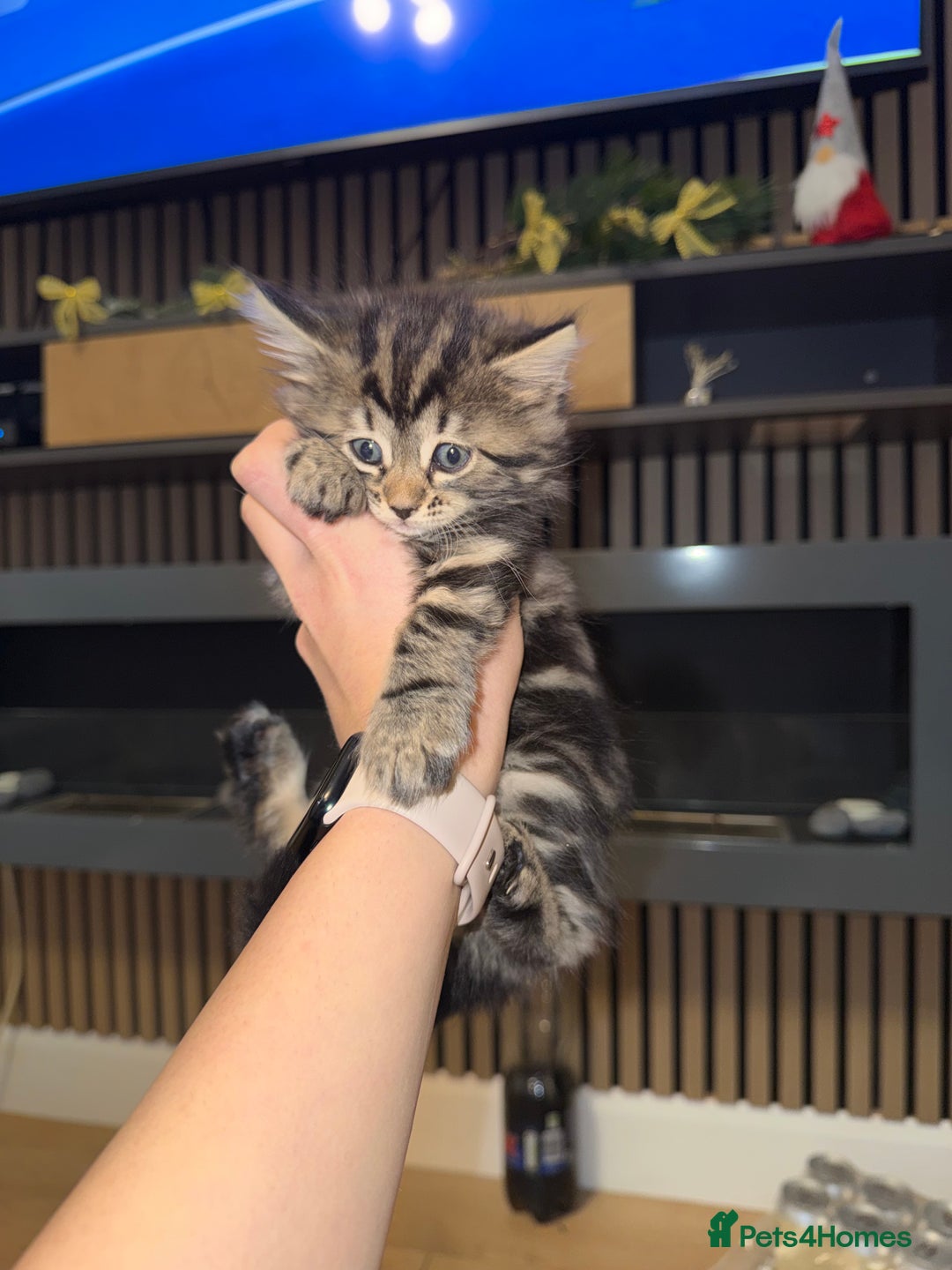 Siberian cats for sale: 6 beautiful Siberians kittens - Advert 4