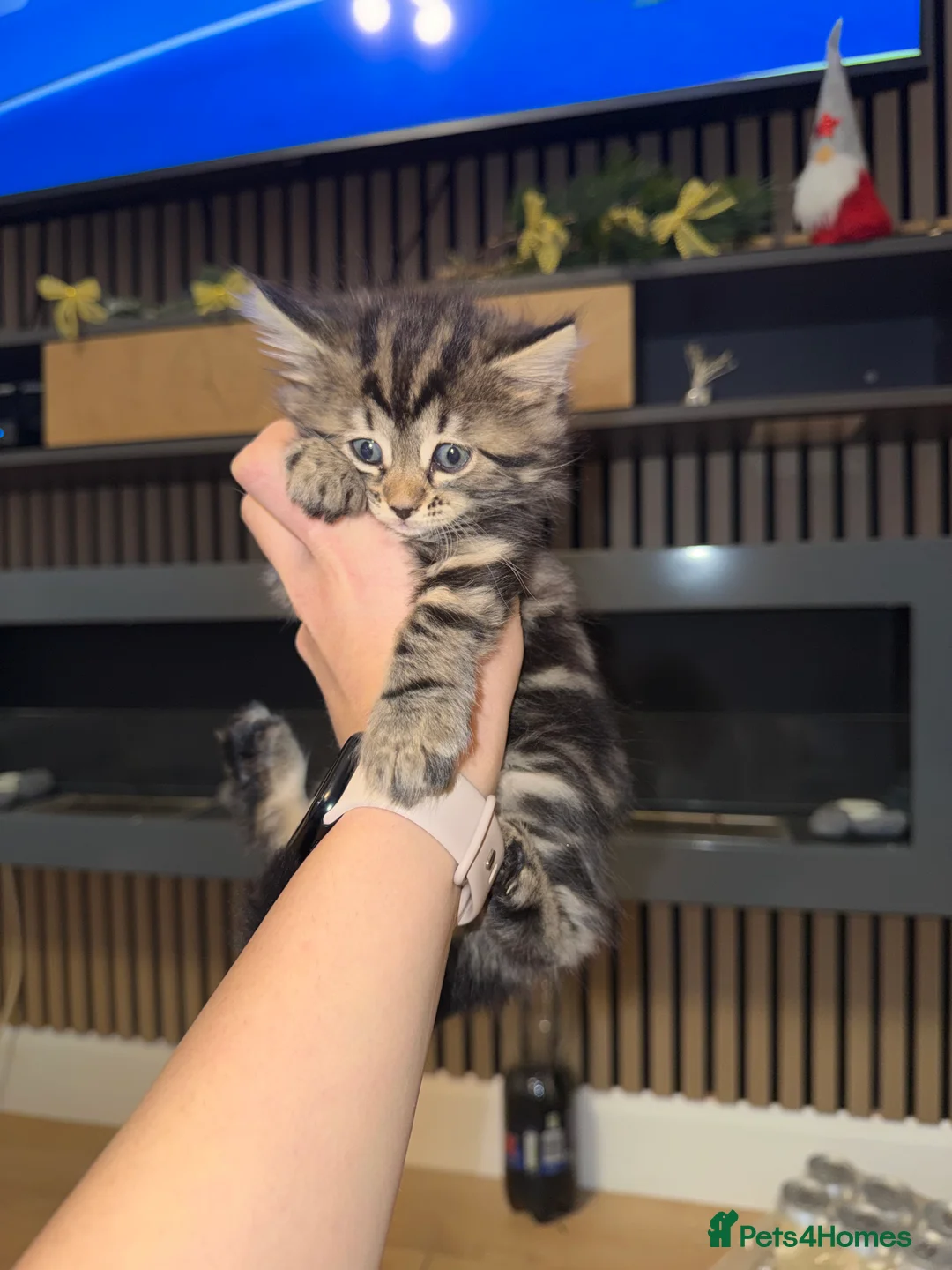 Siberian cats for sale: 1 beautiful Siberian left !!! - Advert 8