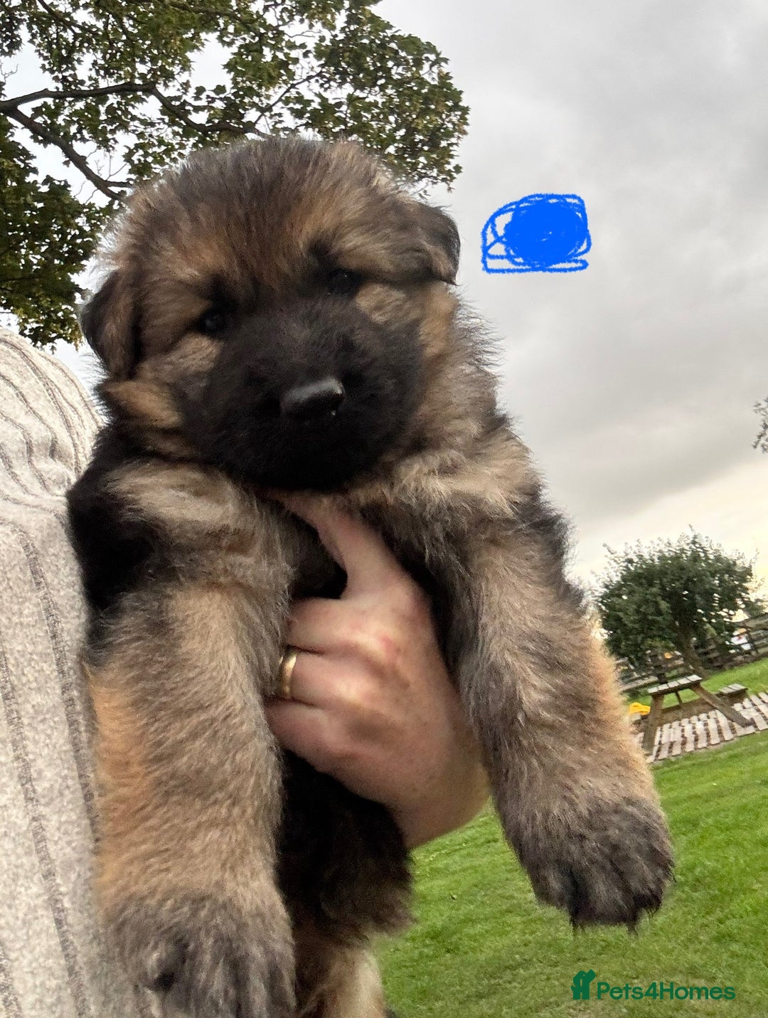 German Shepherd dogs for sale: German shepherd puppies  - Image 11