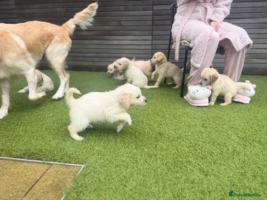 Golden Retriever dogs for sale: Champion line-KC Reg. Golden Retriever Puppies💖💙 - Advert 16