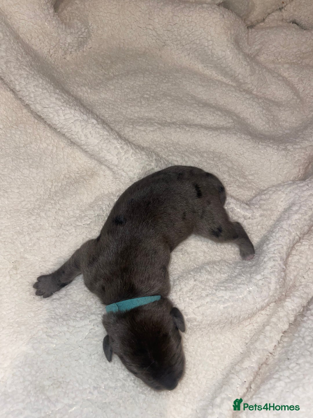 Cane Corso dogs for sale: Harlequin cane corso x pedigree cane corso puppies - Advert 9