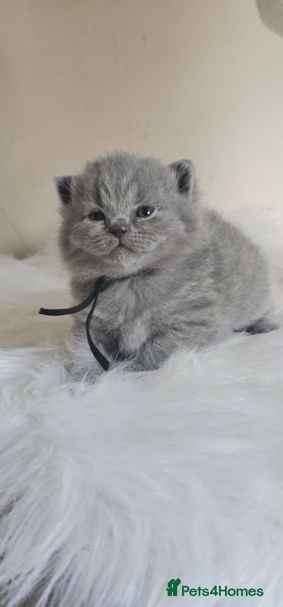 British Shorthair cats British Shorthair Kittens GCCF - Advert 1