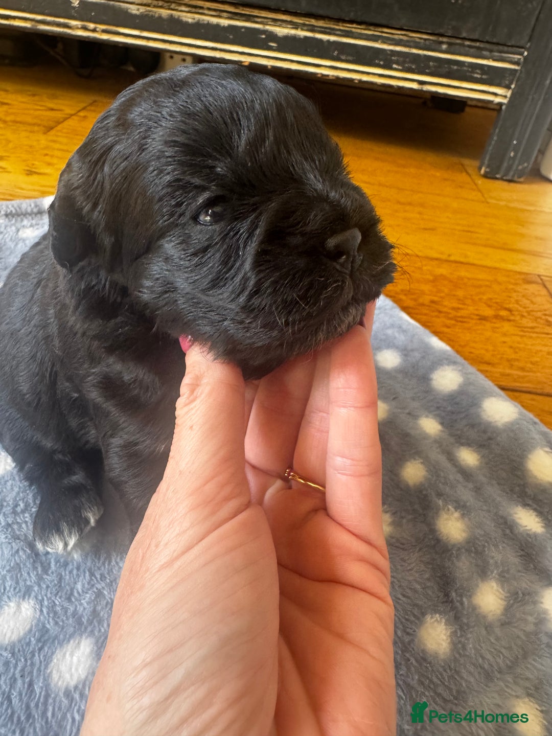 Mixed Breed dogs for sale: Mini poodle cross Frow frow’s - Image 7