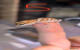 Gecko reptiles for sale: Leopard geckos and pictus geckos - Image 12