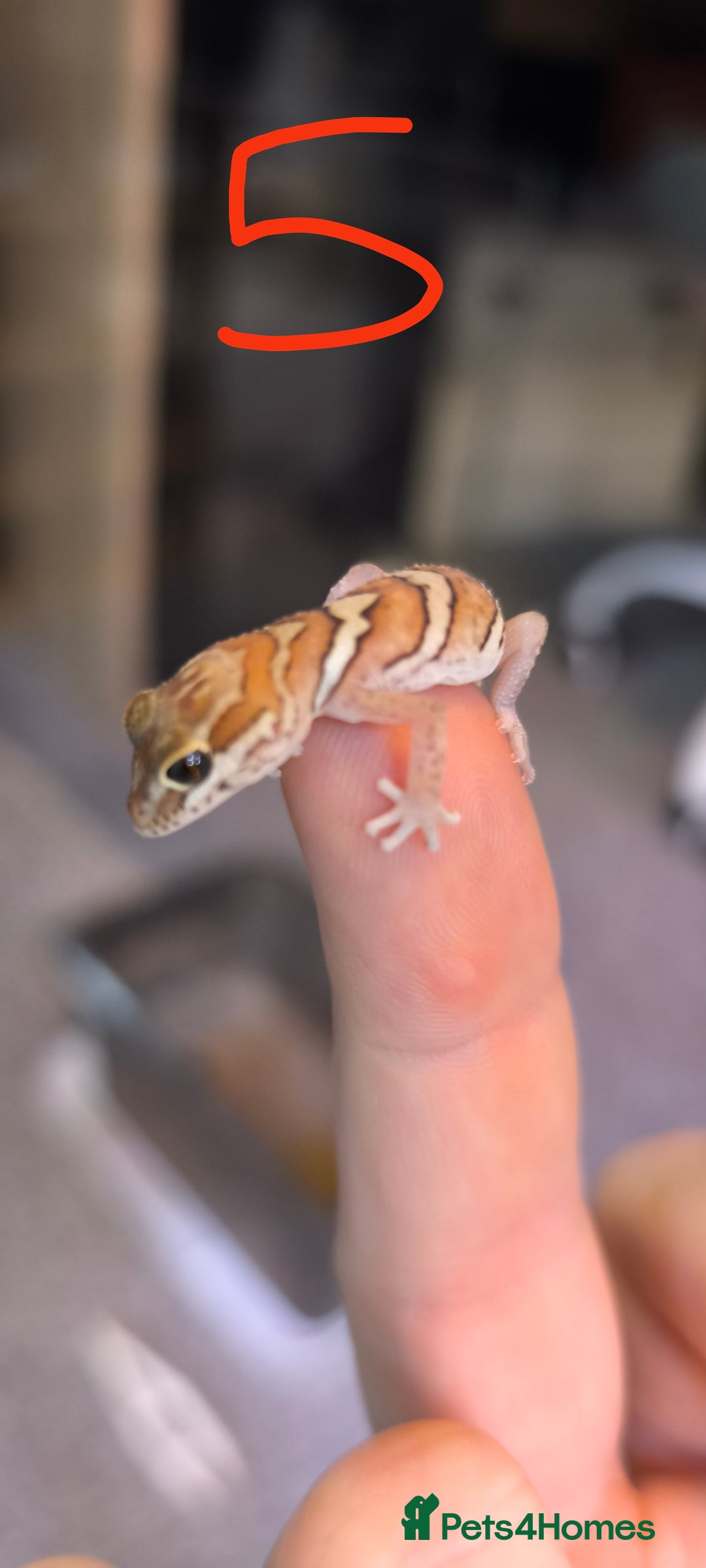 Gecko reptiles for sale: Leopard geckos and pictus geckos - Image 12