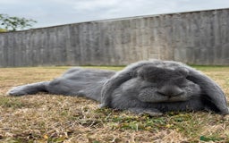 French Lop rabbits for sale:  Lilac French Lop for Rehoming  - Image 3