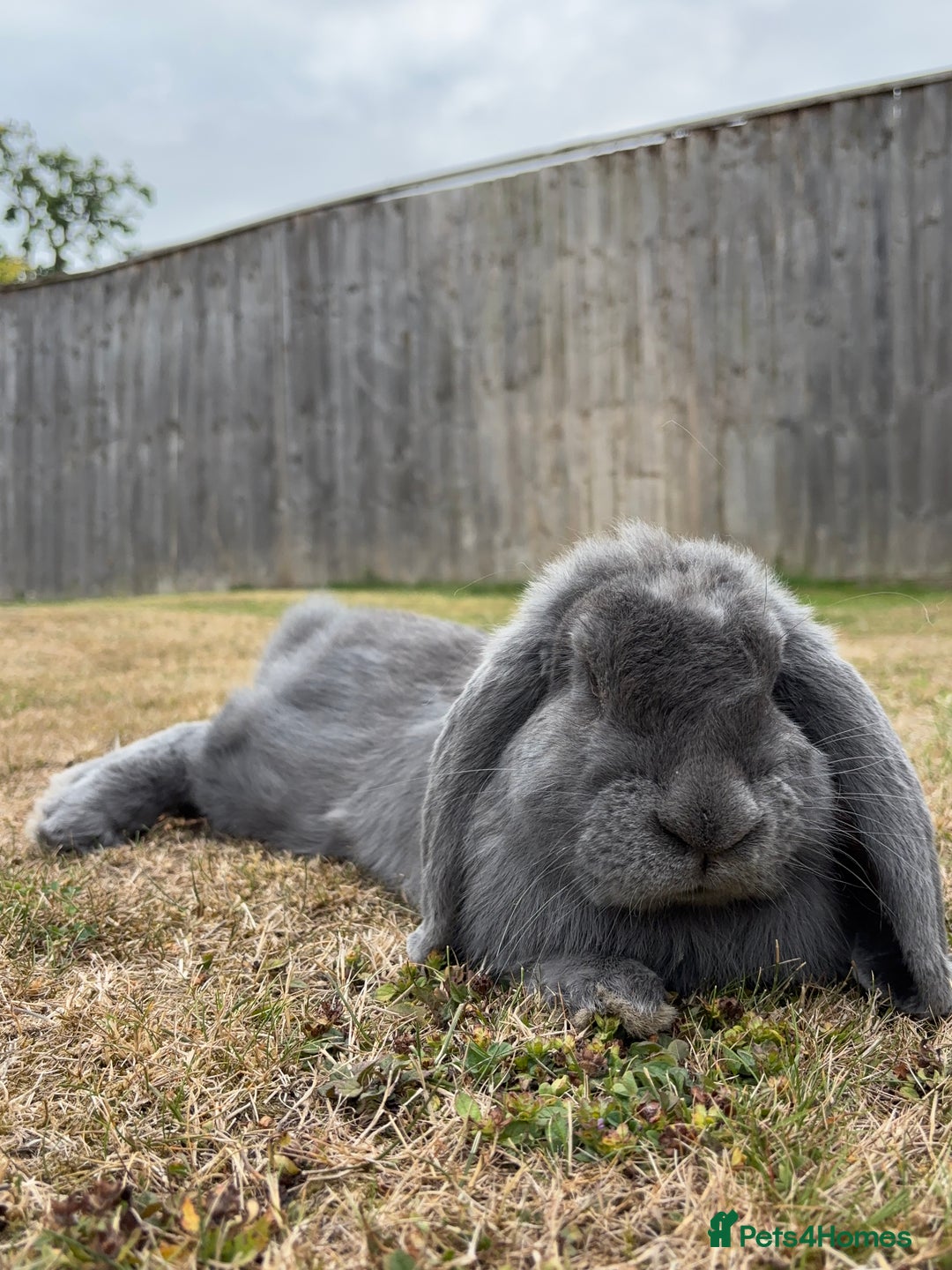 French Lop rabbits for sale:  Lilac French Lop for Rehoming  - Image 3
