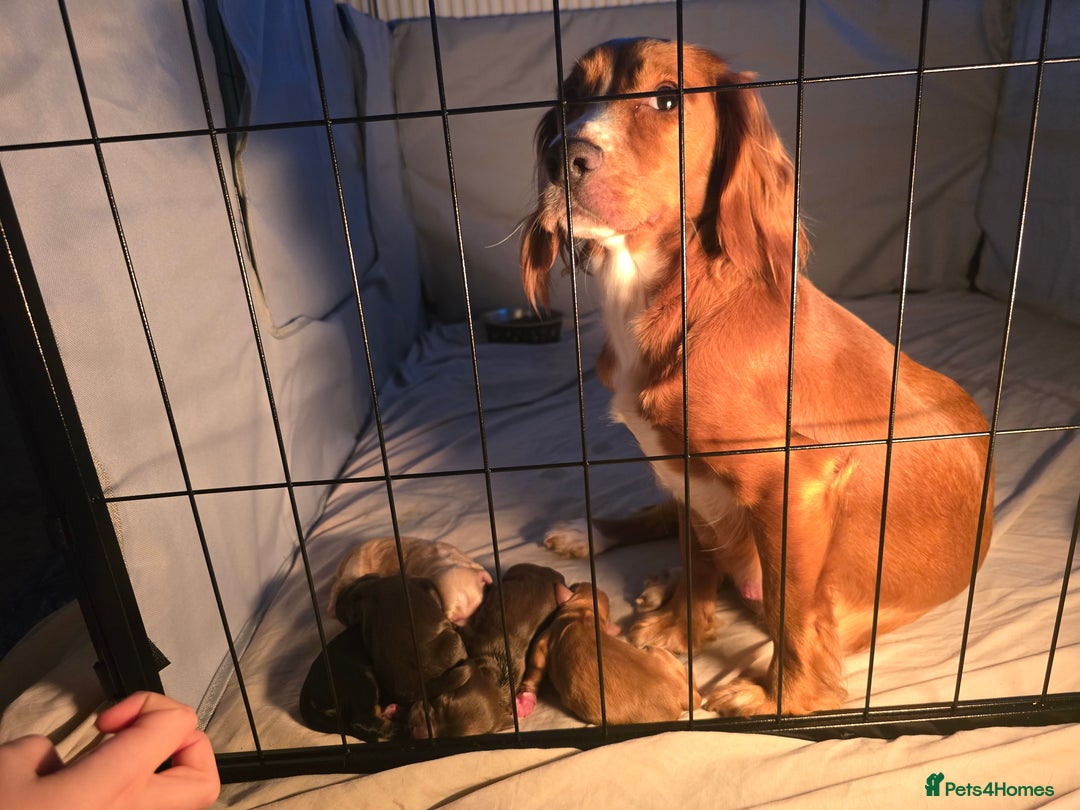 Cocker Spaniel dogs for sale: 5 beautiful cocker spaniel puppies - Advert 1