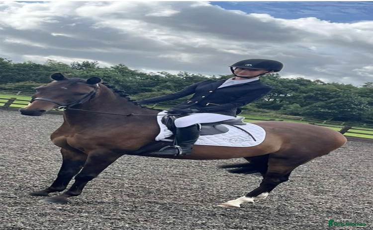 Riding pony horses - Advert 1
