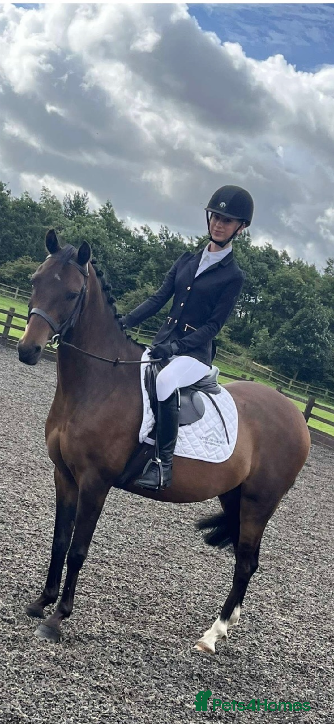 Riding pony horses for sale: British show pony - Image 1