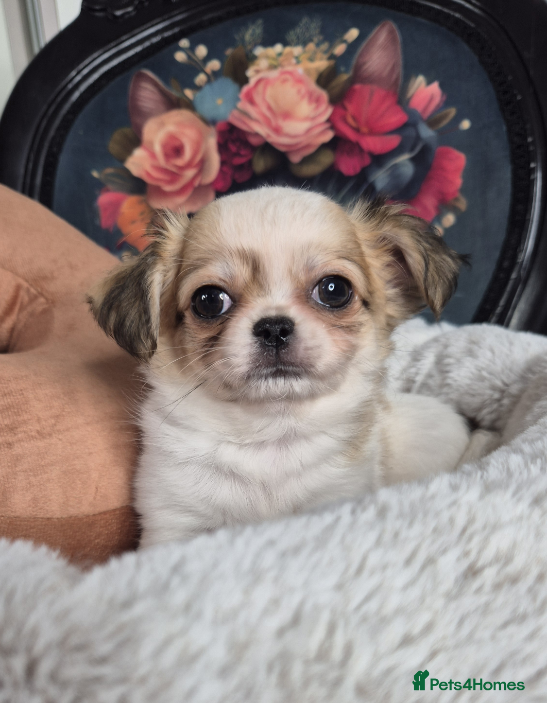 Chihuahua dogs Beautiful Chihuahua boy - Advert 12