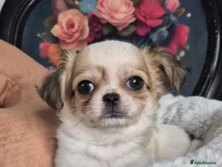 Chihuahua dogs Beautiful Chihuahua boy - Advert 16