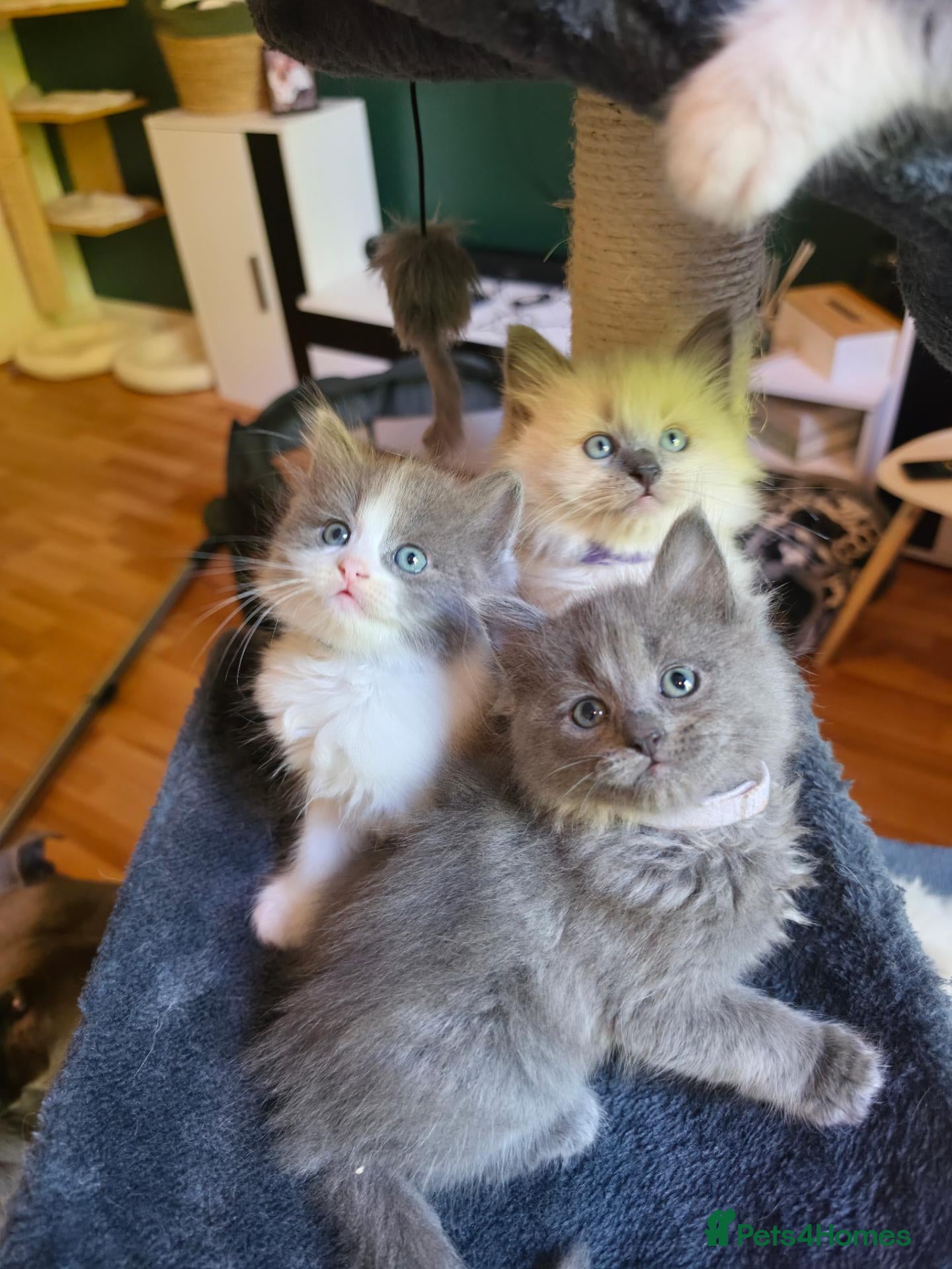 Mixed Breed cats Ragdoll x - Advert 4