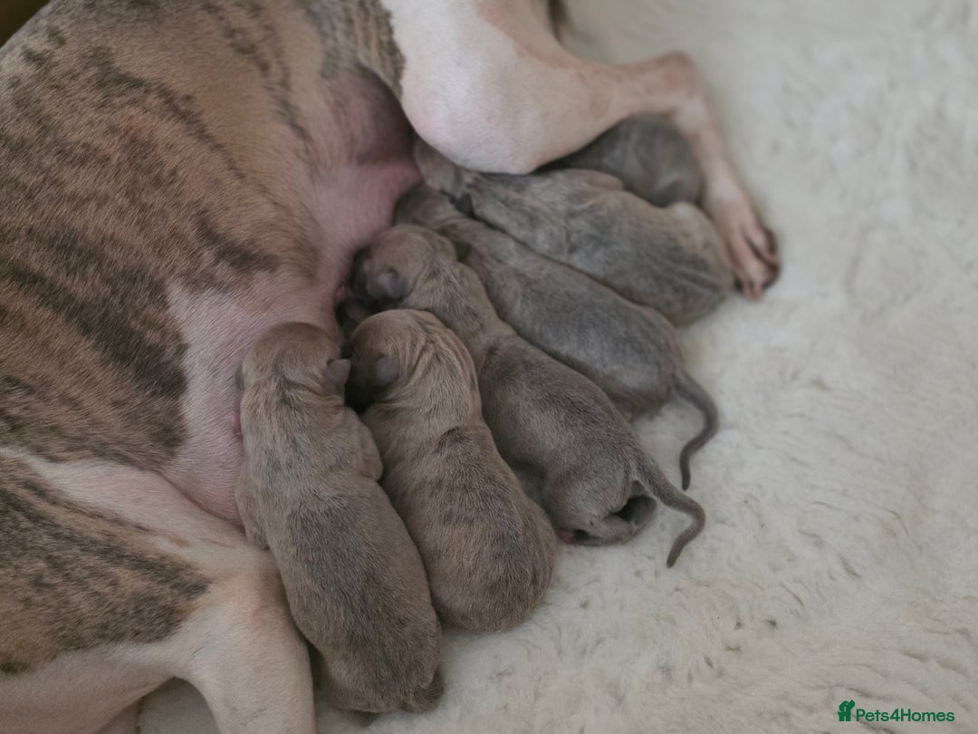 Whippet dogs for sale: Gorgeous kc registered whippet puppies  - Advert 3