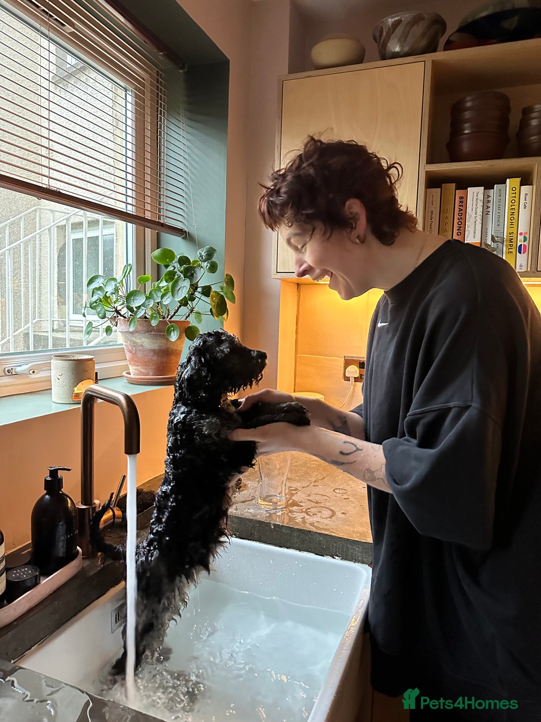 Miniature Poodle dogs for stud: Miniature Merle Poodle STUD  - Image 18
