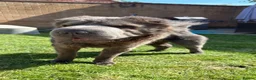 Shar Pei dogs for sale: Rare Blue Bearcoat Shar Pei Male 1 year old - Advert 22