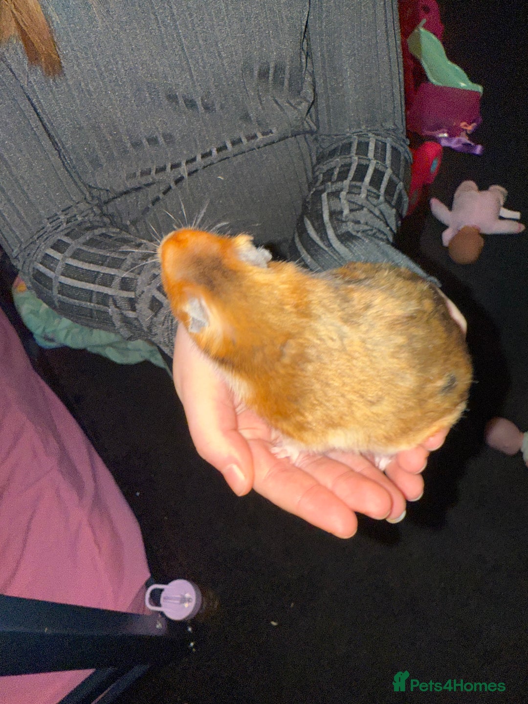 Hamster rodents for sale: Male hamster with cage - Advert 3