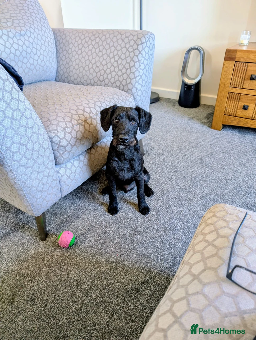 Mixed Breed dogs for sale:  Free to loving new home 16mth old male Patterpoo - Advert 8