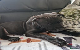 Staffordshire Bull Terrier dogs for sale: Beautiful Staffy Girl - Image 3