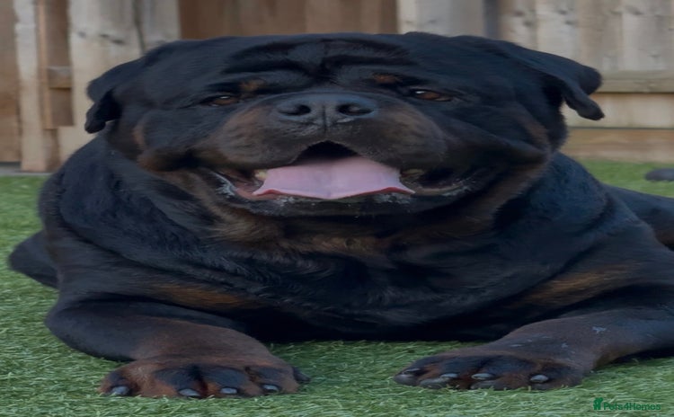 Rottweiler dogs in Bedford - Advert 1