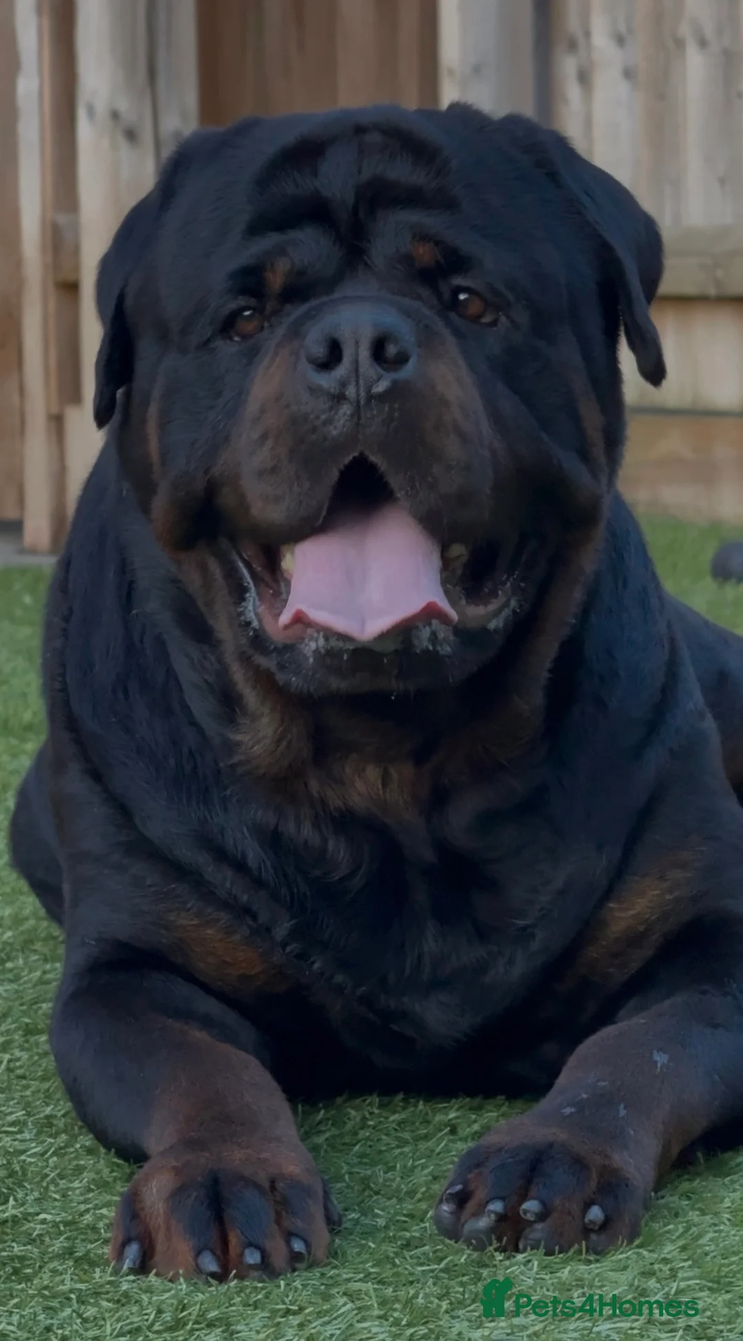 Rottweiler dogs for stud: HUGE HEALTH TESTED STUD - 0/0 hips 0/0 elbows in Bedford - Advert 2