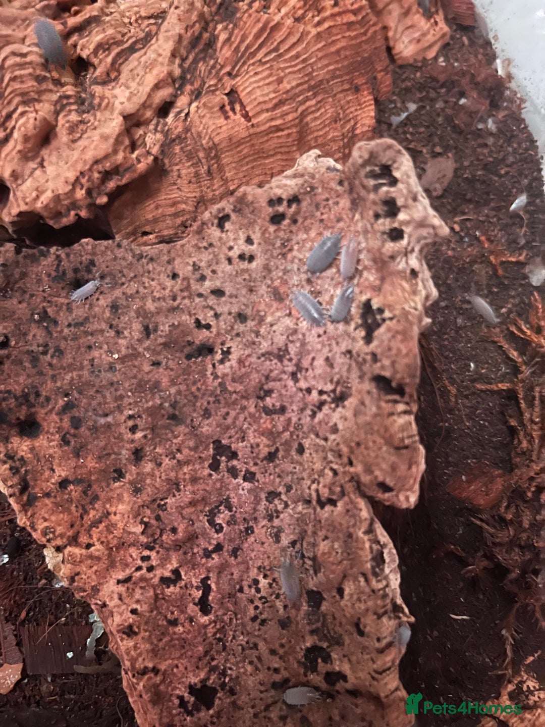 Millipedes invertebrates for sale: Millipedes , iso pods ,snails  - Image 5
