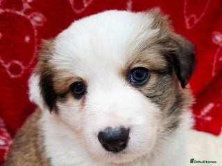 Border Collie dogs **Rare sable and white Border Collie puppies.** - Advert 1