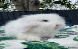 Mini Lion Lop rabbits for sale: Beautiful Teddywidder Boy - Image 5