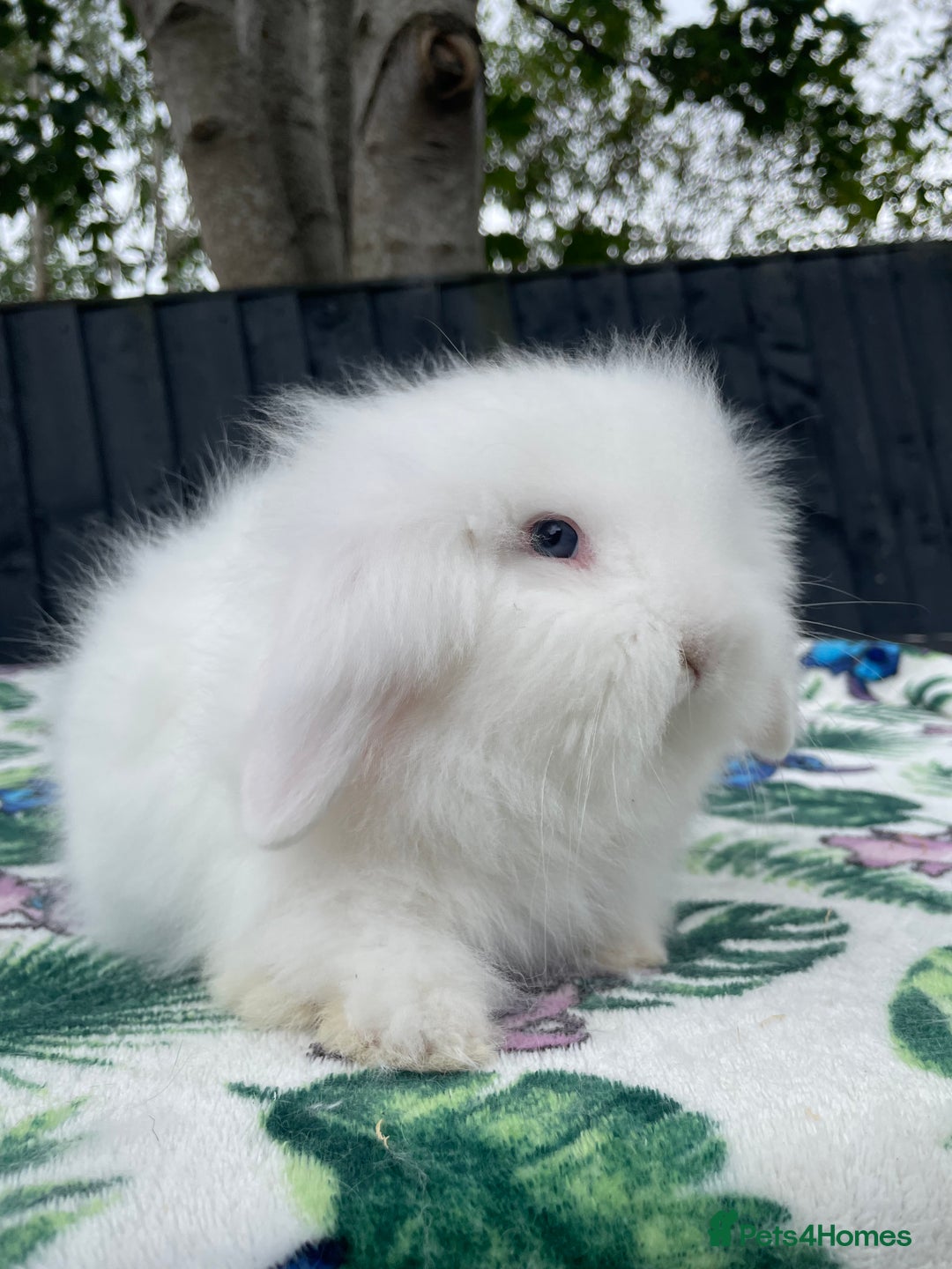 Mini Lion Lop rabbits for sale: Beautiful Teddywidder Boy - Image 5