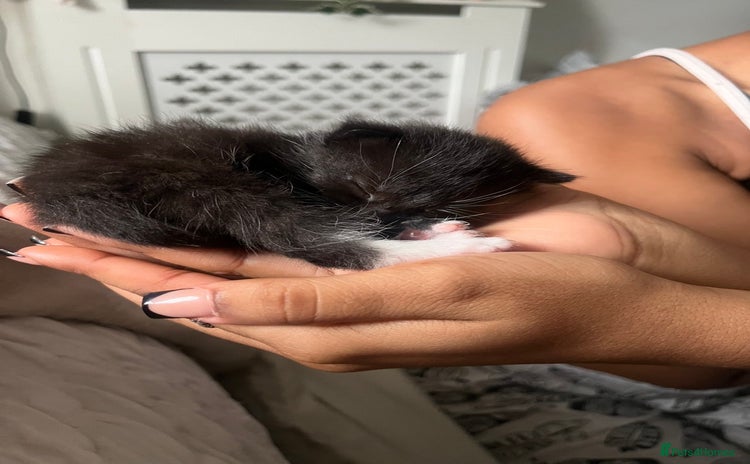 Mixed Breed cats - Advert 15