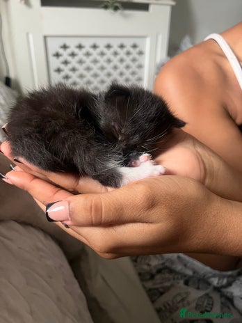 Mixed Breed cats - Advert 15