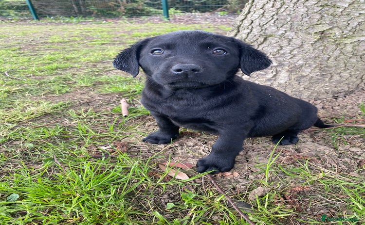 Labrador Retriever dogs - Advert 2