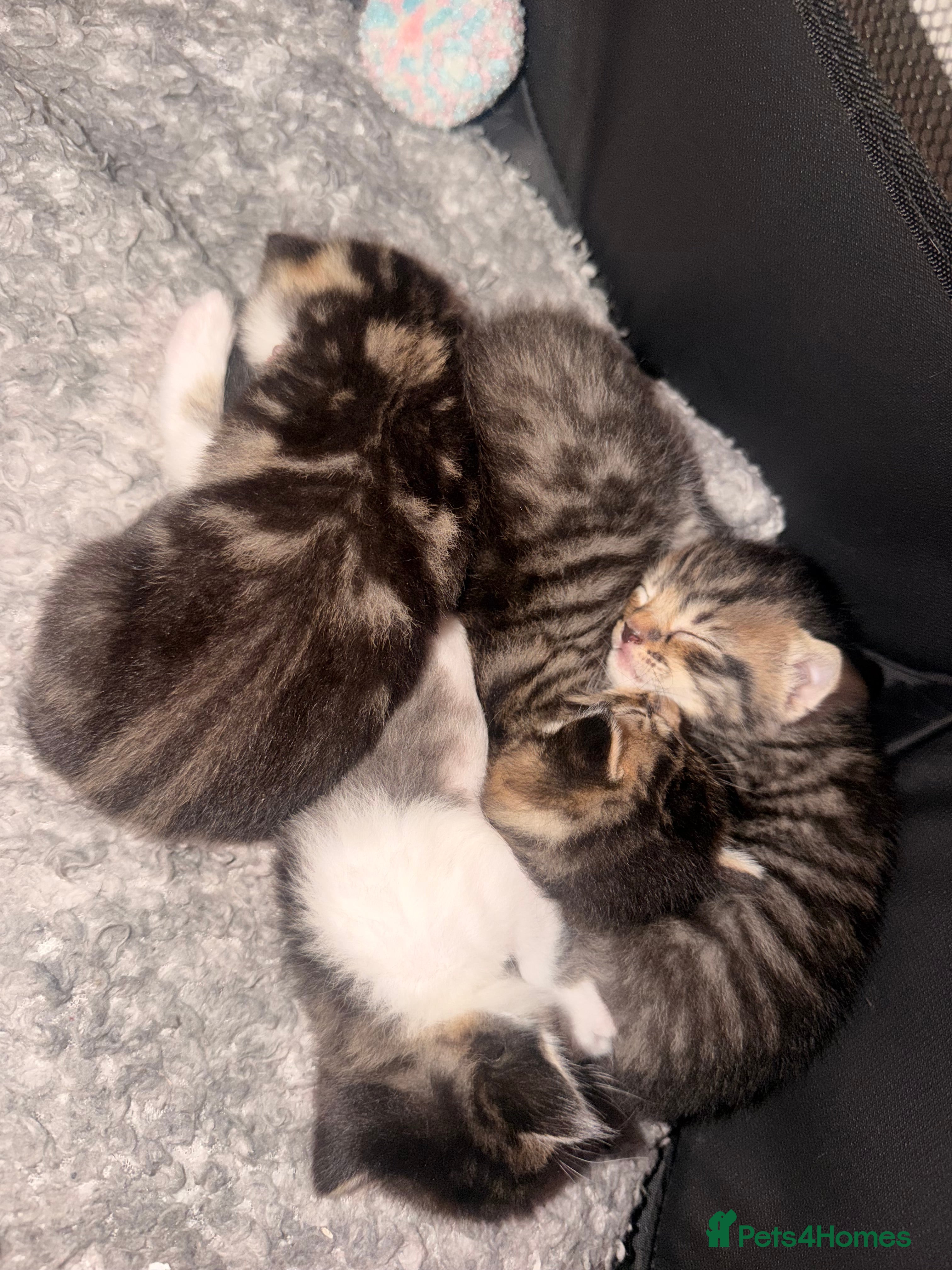 Mixed Breed cats 4 beautiful kittens  - Advert 3